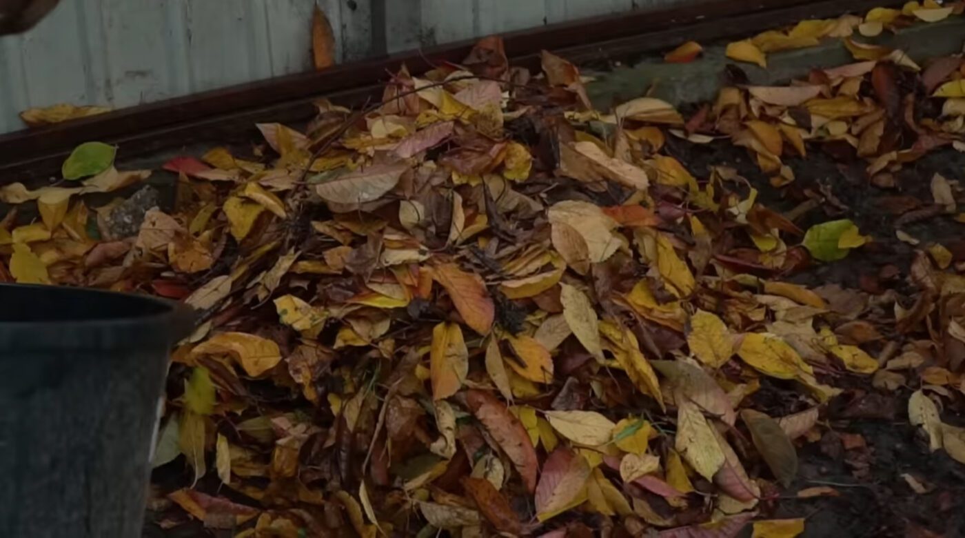 Садівник розповів, чим удобрити землю на городі