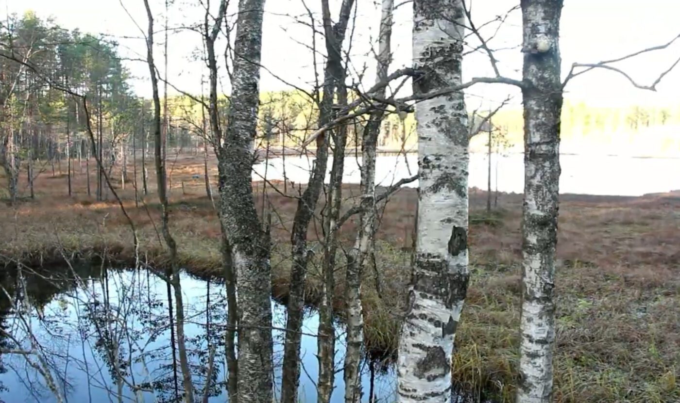 Садівник розповів, чим удобрити землю на городі
