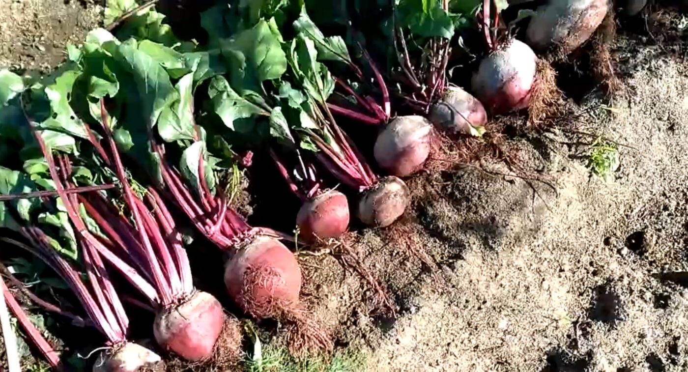 Які сорти буряка варті уваги для вирощування