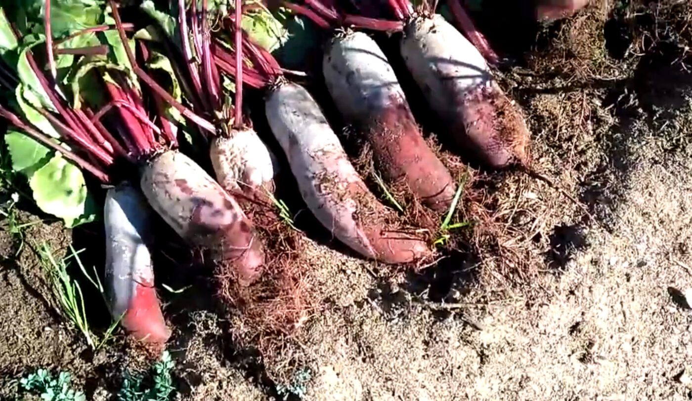 Які сорти буряка варті уваги для вирощування