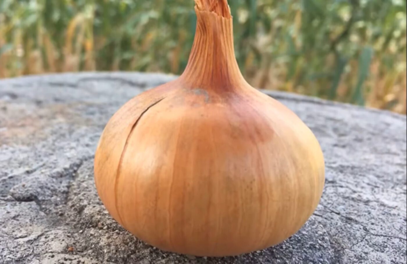 2 сорти цибулі, які дають багатий врожай 