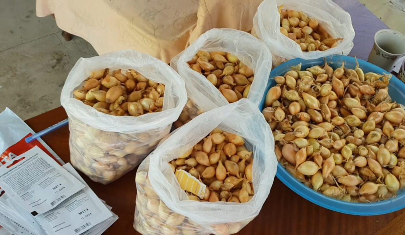 2 сорти цибулі, які дають багатий врожай