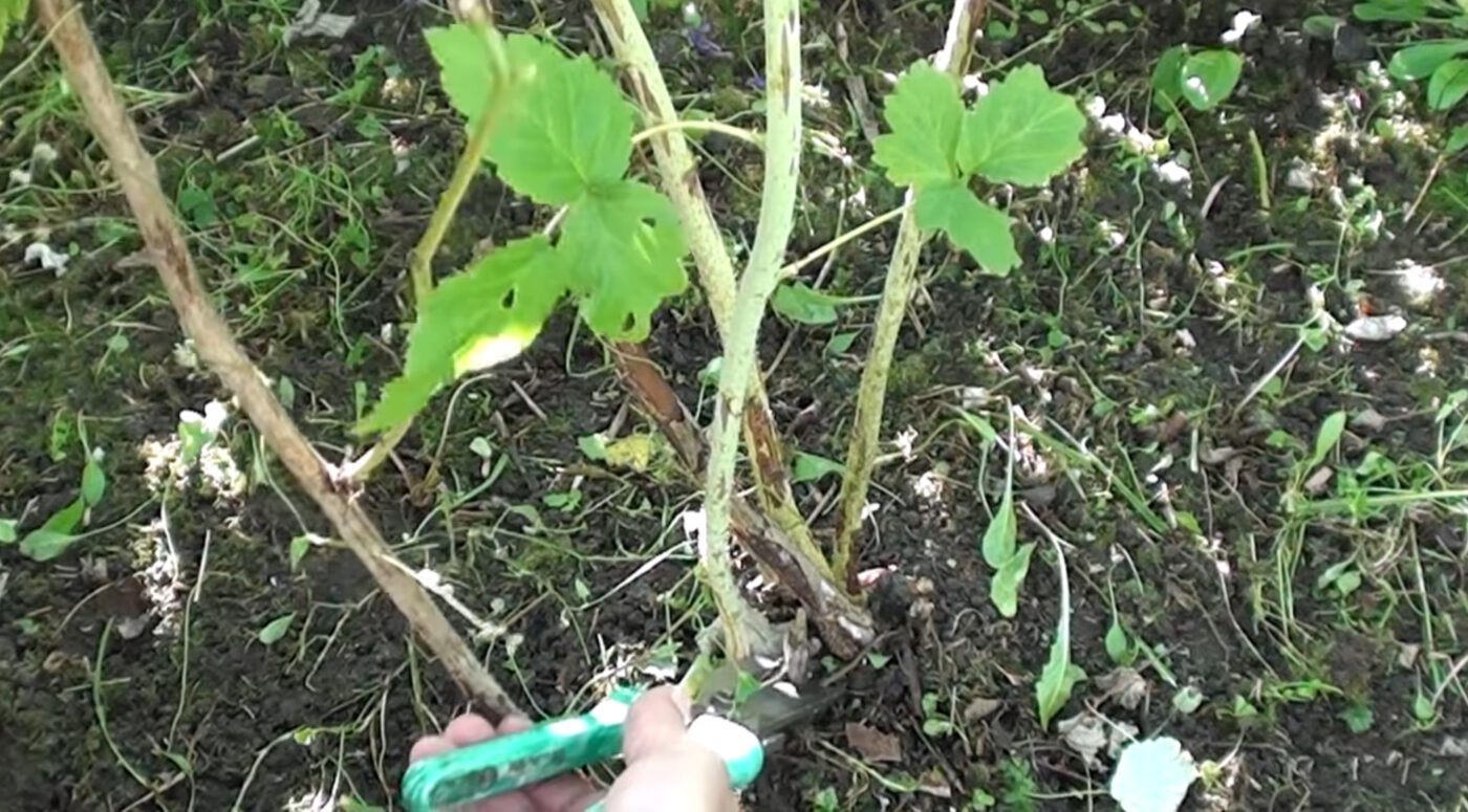 Як правильно робити осінню обрізку малини