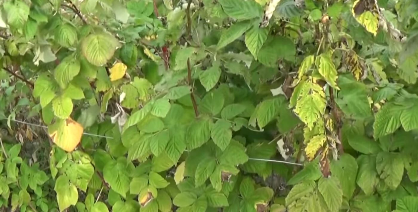 Як і коли обрізати звичайну та ремонтантну малину восени