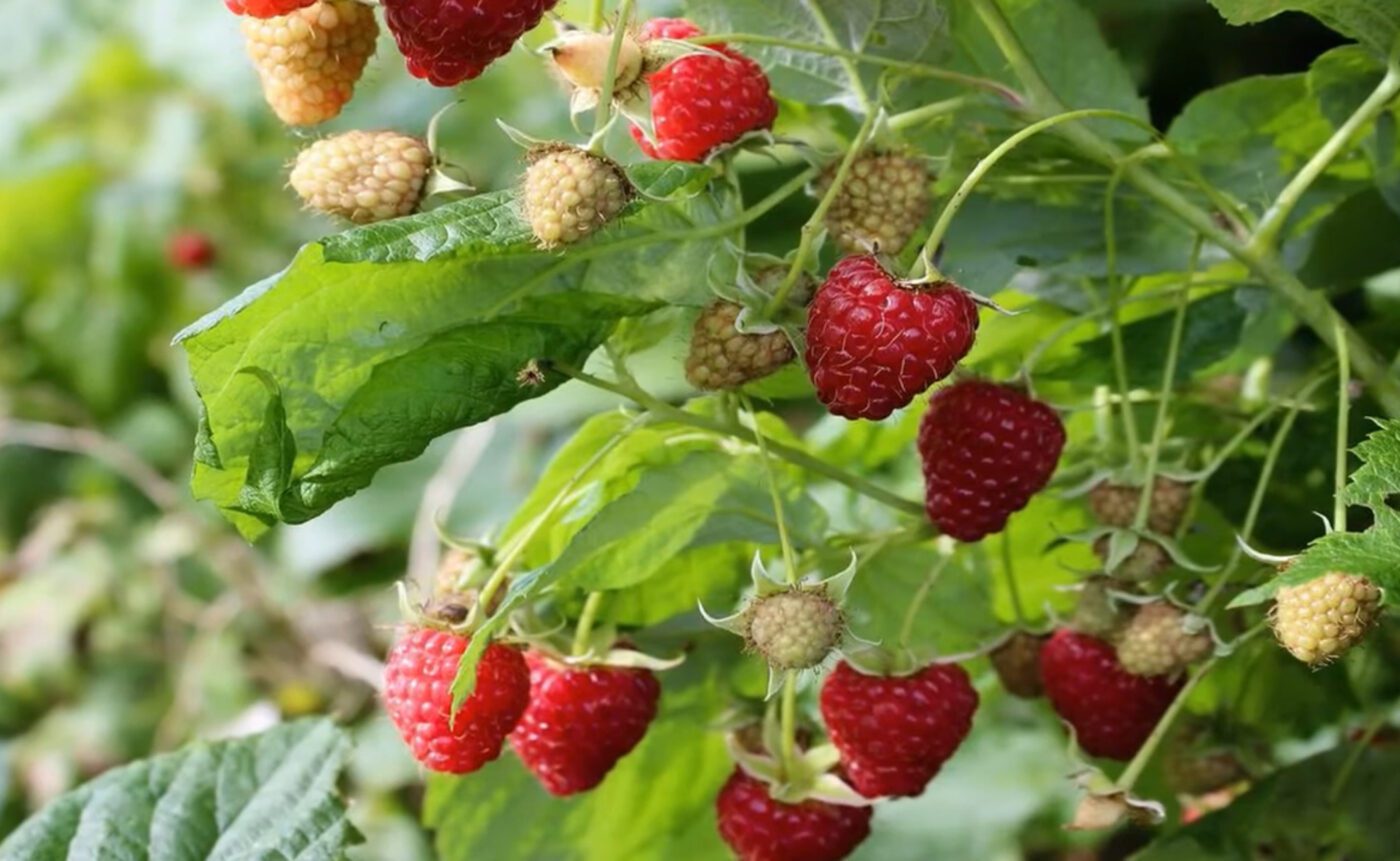  Як правильно робити осінню обрізку малини