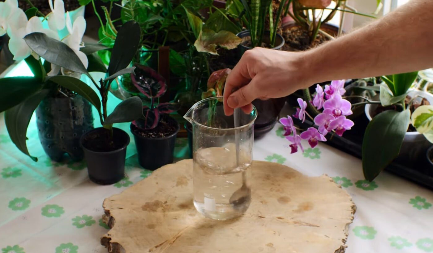 Чим підживити домашні квіти для пишного цвітіння