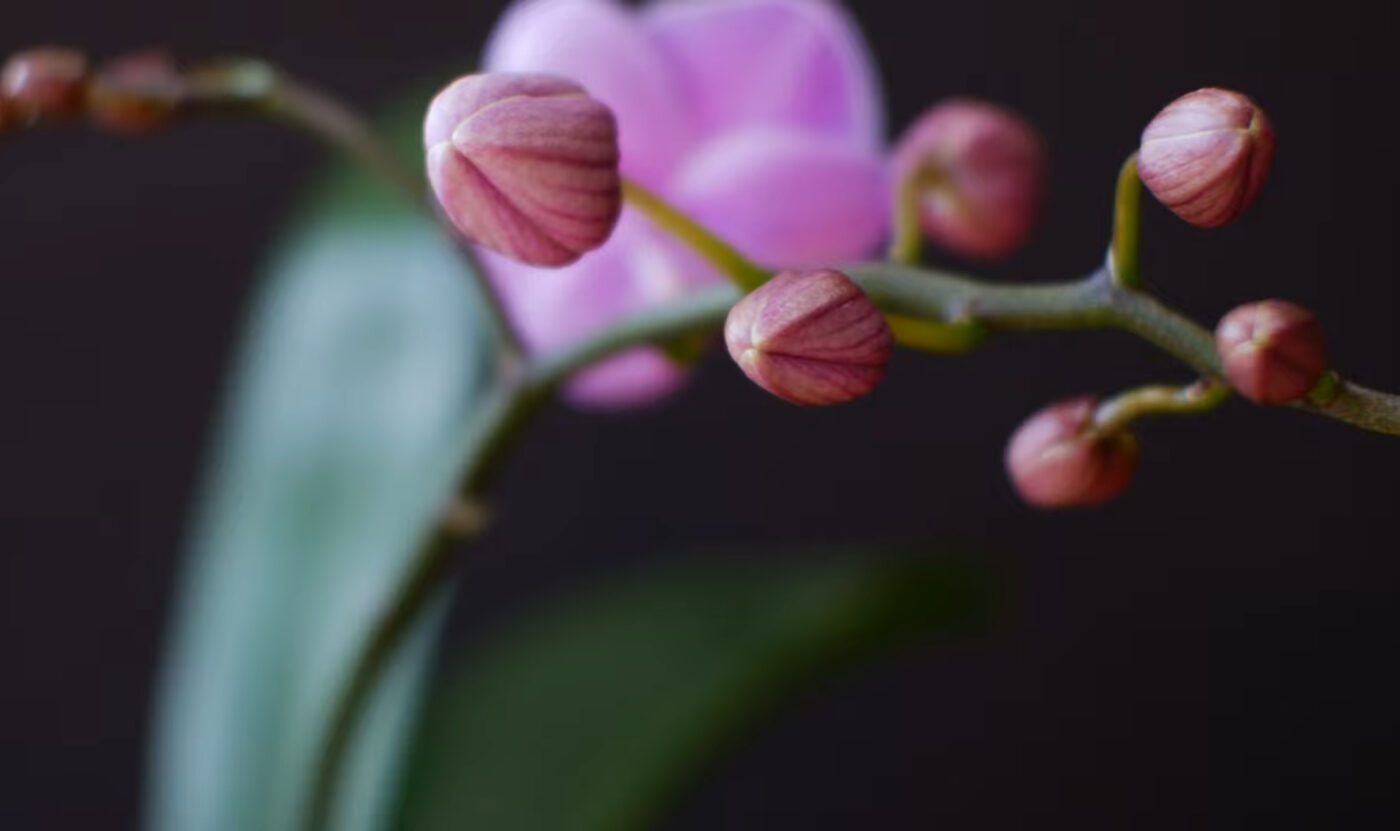 Чим підживити домашні квіти для пишного цвітіння