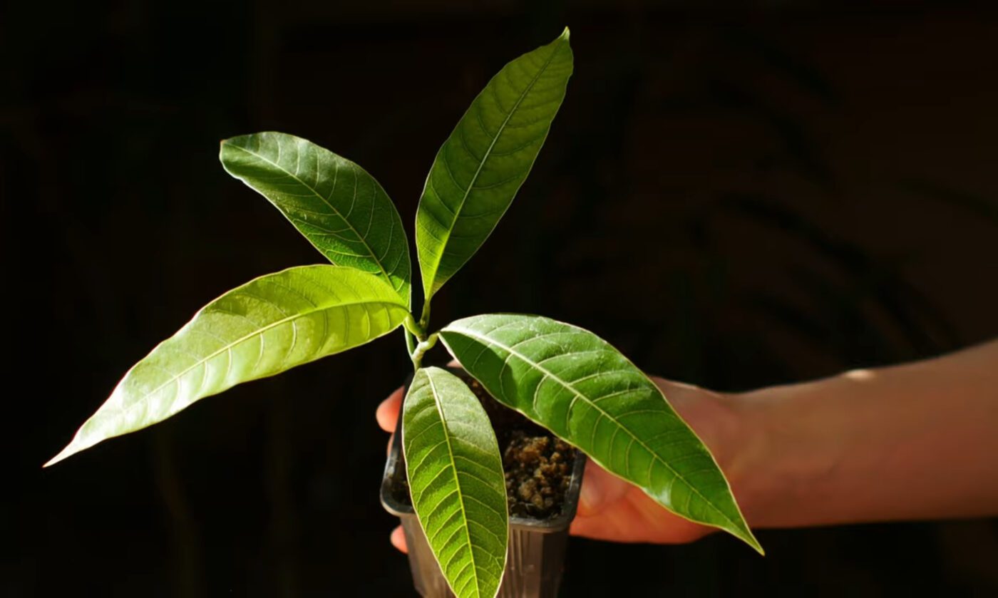 Чим підживити домашні квіти для пишного цвітіння