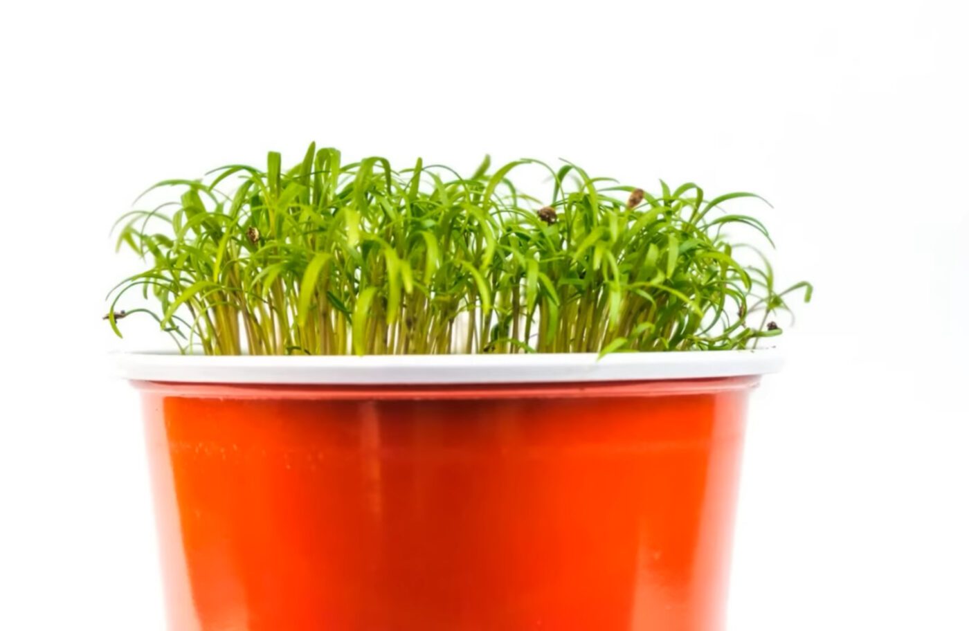 Як виростити густу зелень на підвіконні Як виростити густу зелень на підвіконні