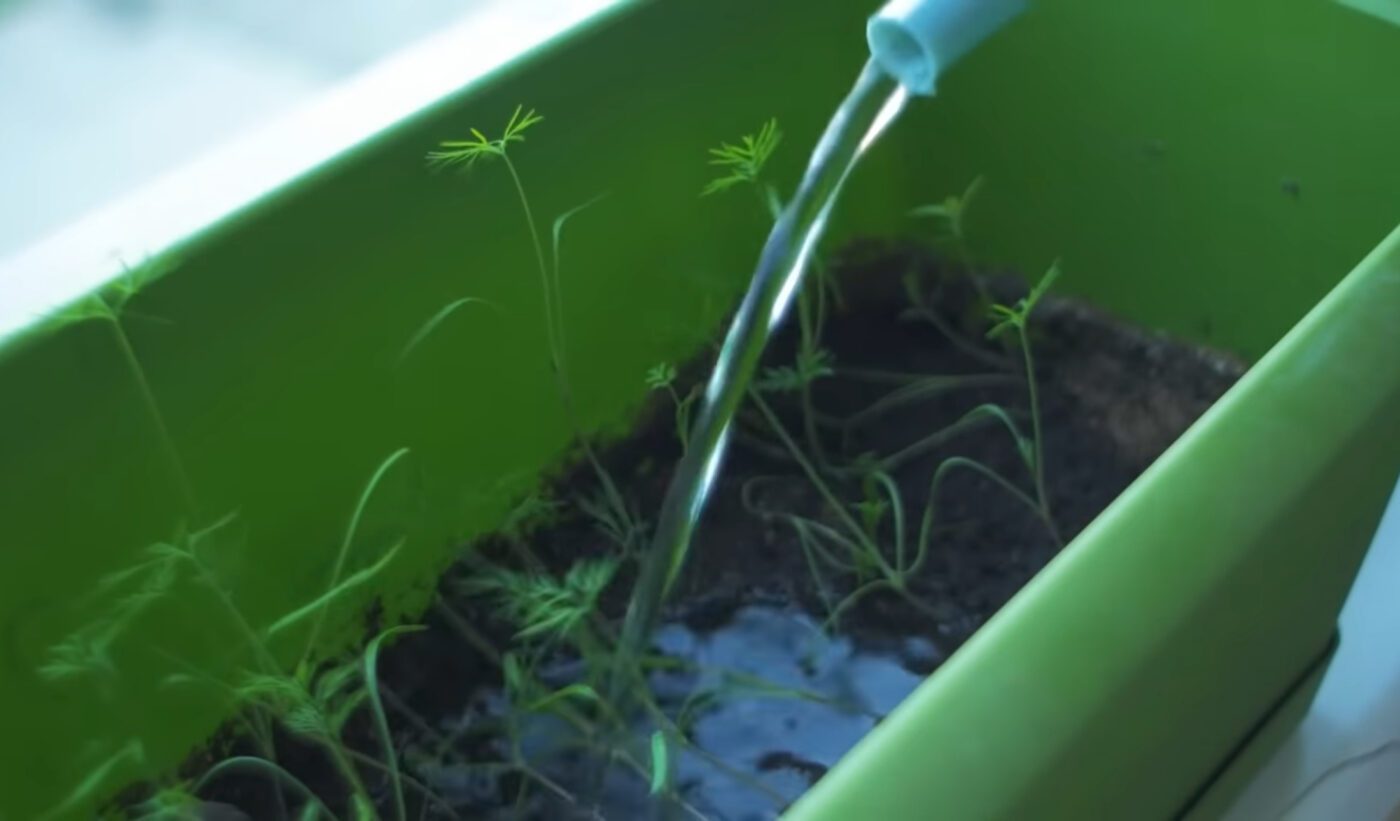 Як вирощувати зелень на підвіконні