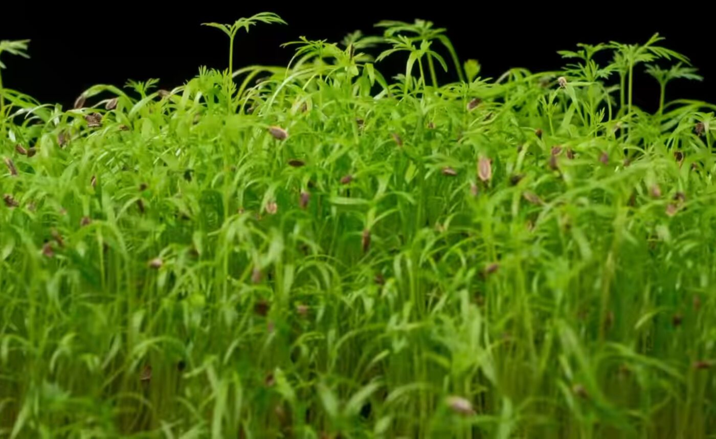 Як виростити густу зелень на підвіконні