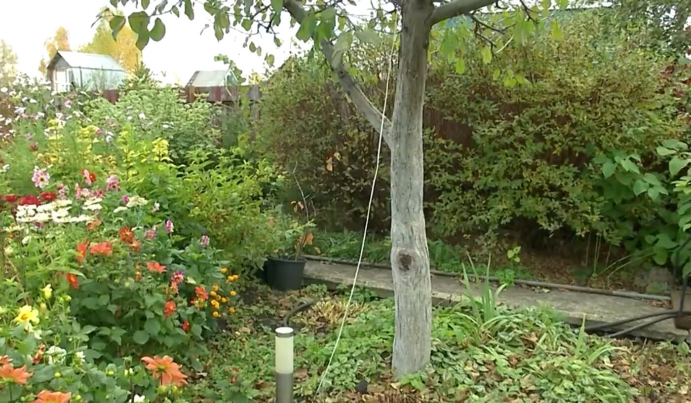 Як правильно підготувати сад до зими