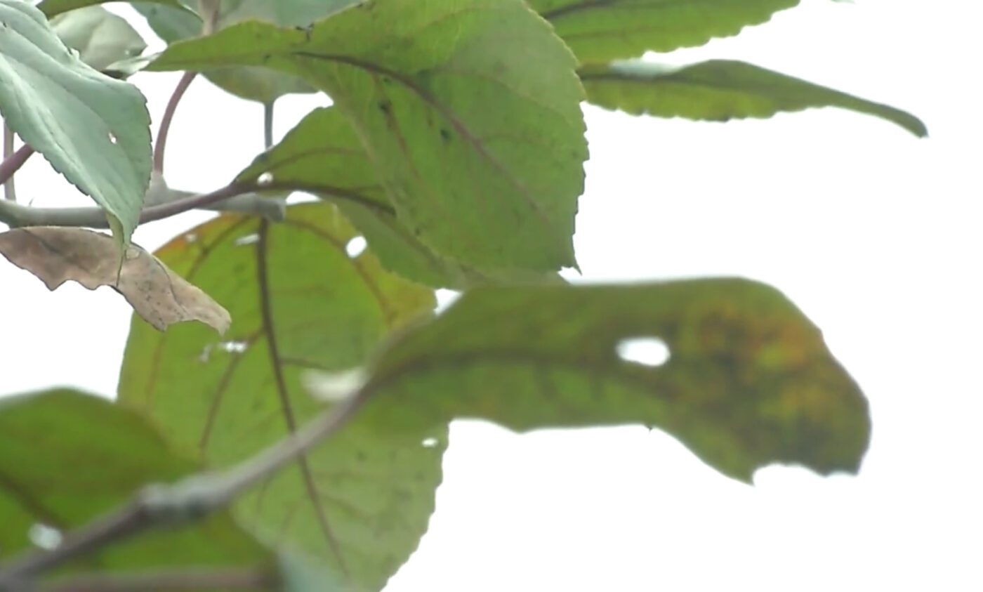 Як правильно підготувати сад до зими