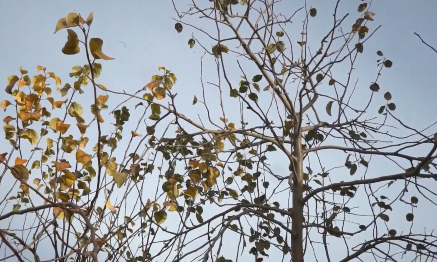 Як правильно підготувати сад до зими