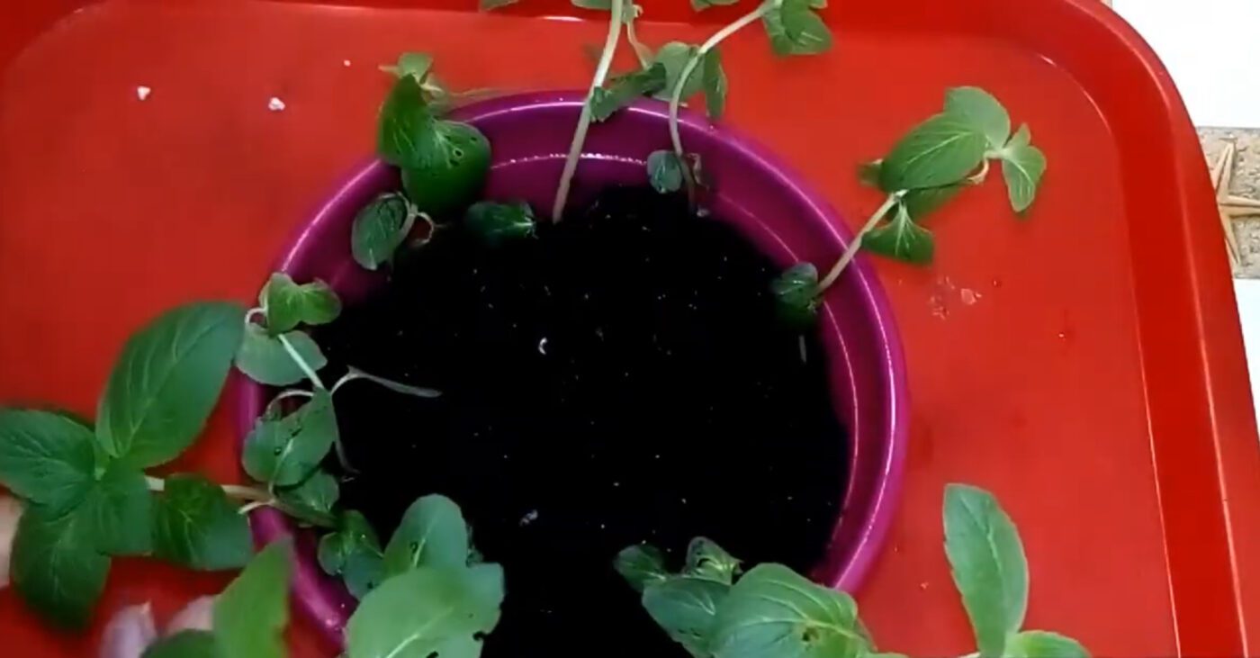 Навіщо вирощувати м'яту на підвіконні