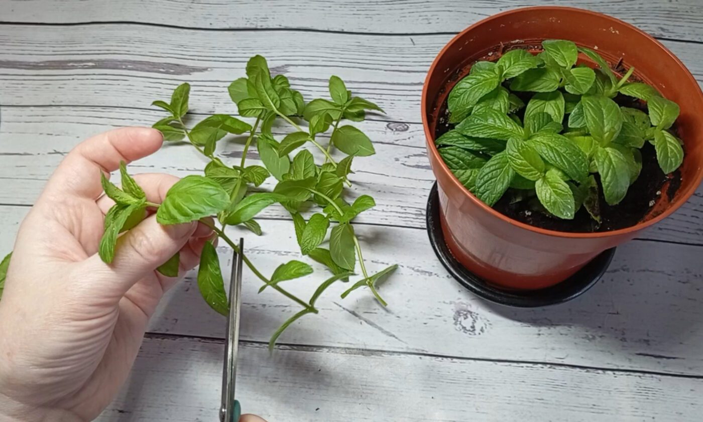 Навіщо вирощувати м'яту на підвіконні