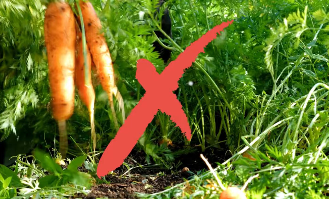 3 помилки при зберіганні моркви