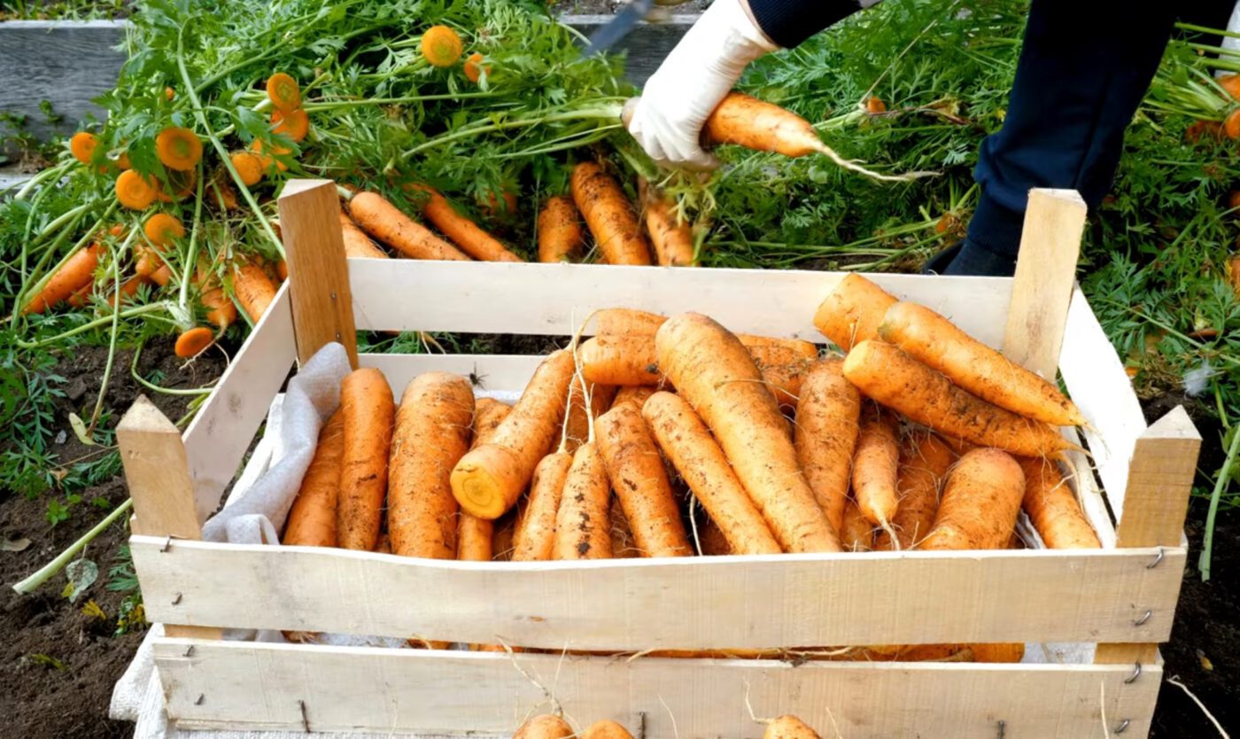 3 помилки при зберіганні моркви