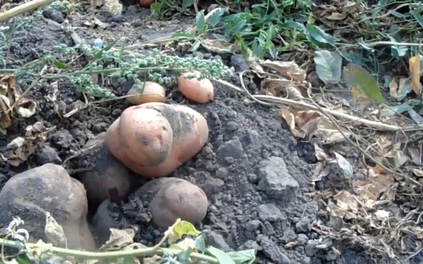 Ознаки, при яких треба викопувати картоплю