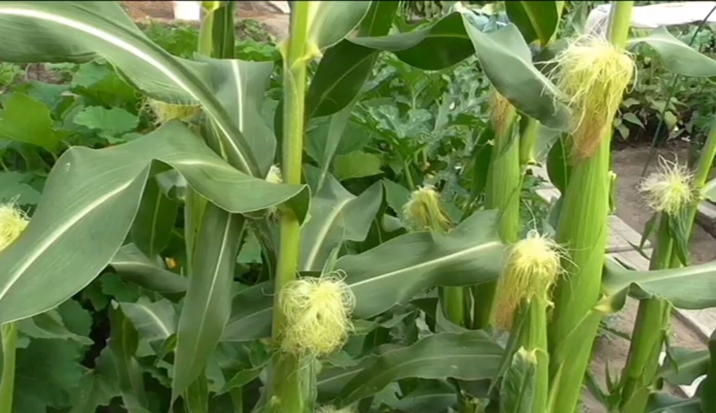 Городники радять не прибирати кукурудзяні стебла