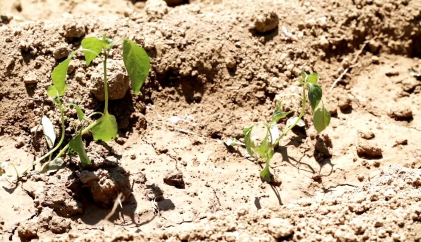 Обробіть цією сумішшю город восени