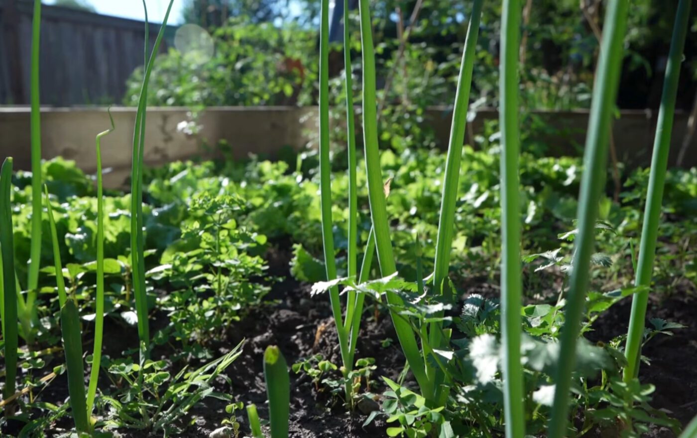Обробіть цією сумішшю город восени