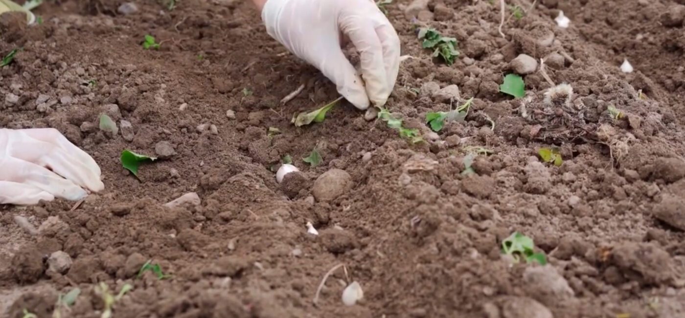 Сидерат, який відновить ґрунт після часнику 