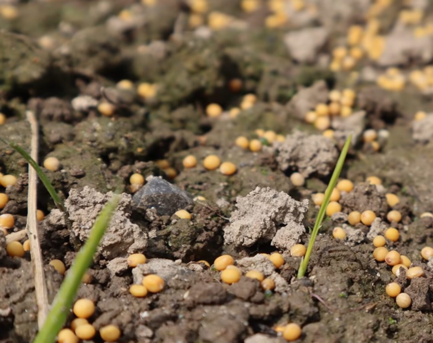 Сидерат, який відновить ґрунт після часнику 