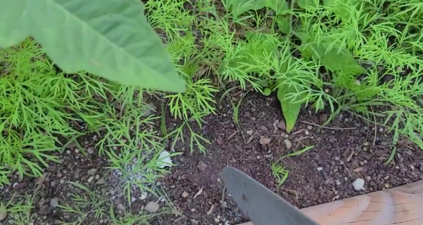 Як правильно мульчувати томати й огірки восени