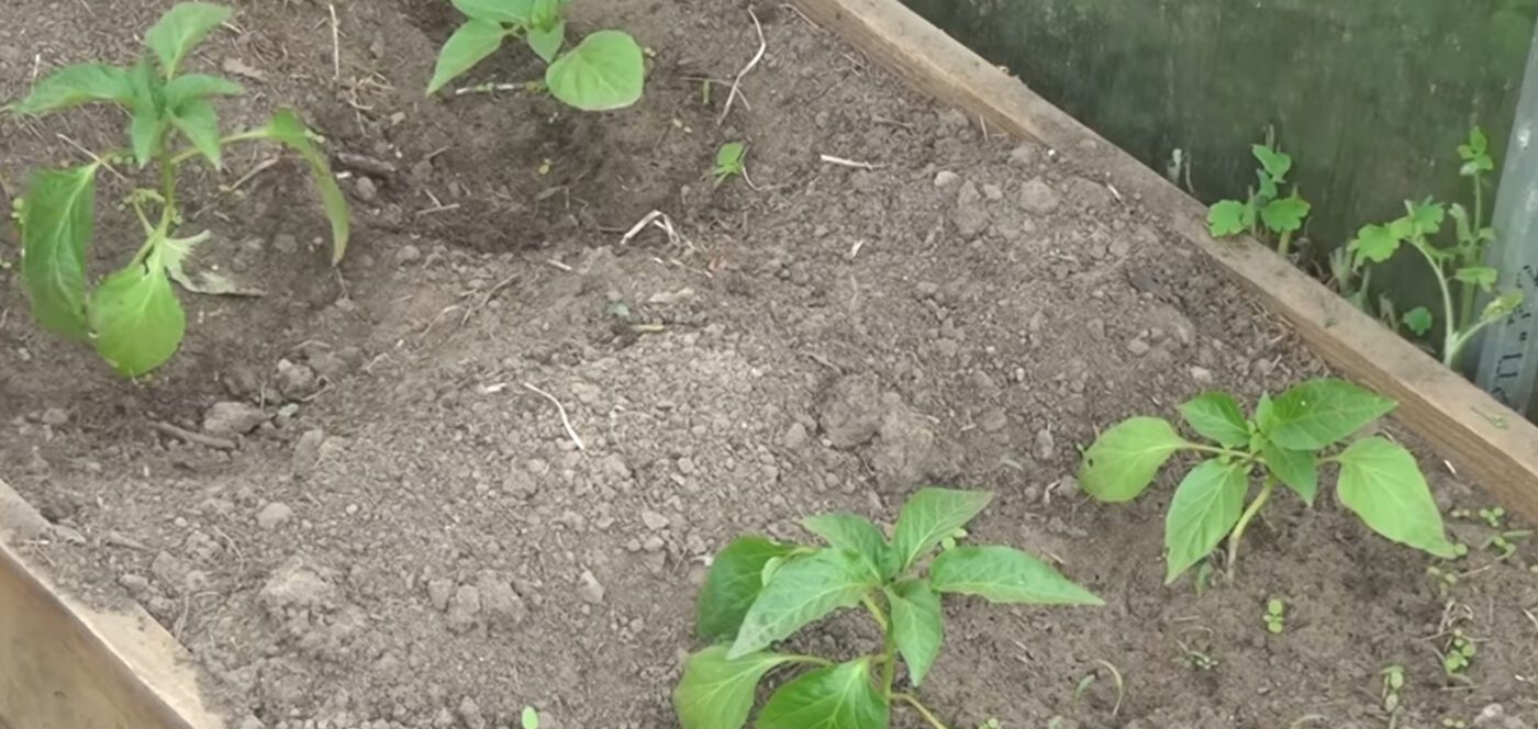 Як правильно мульчувати томати й огірки восени
