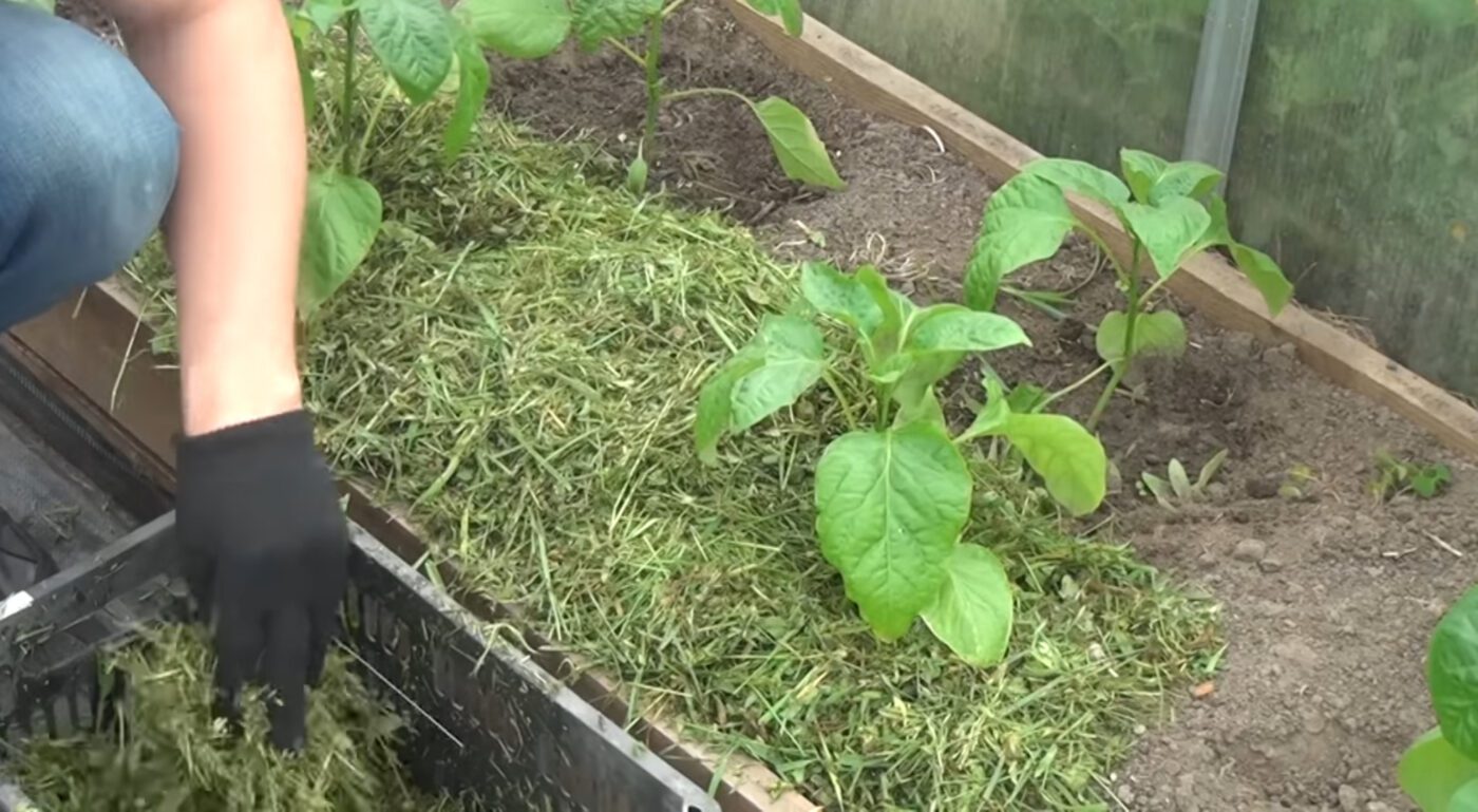 Як правильно мульчувати томати й огірки восени