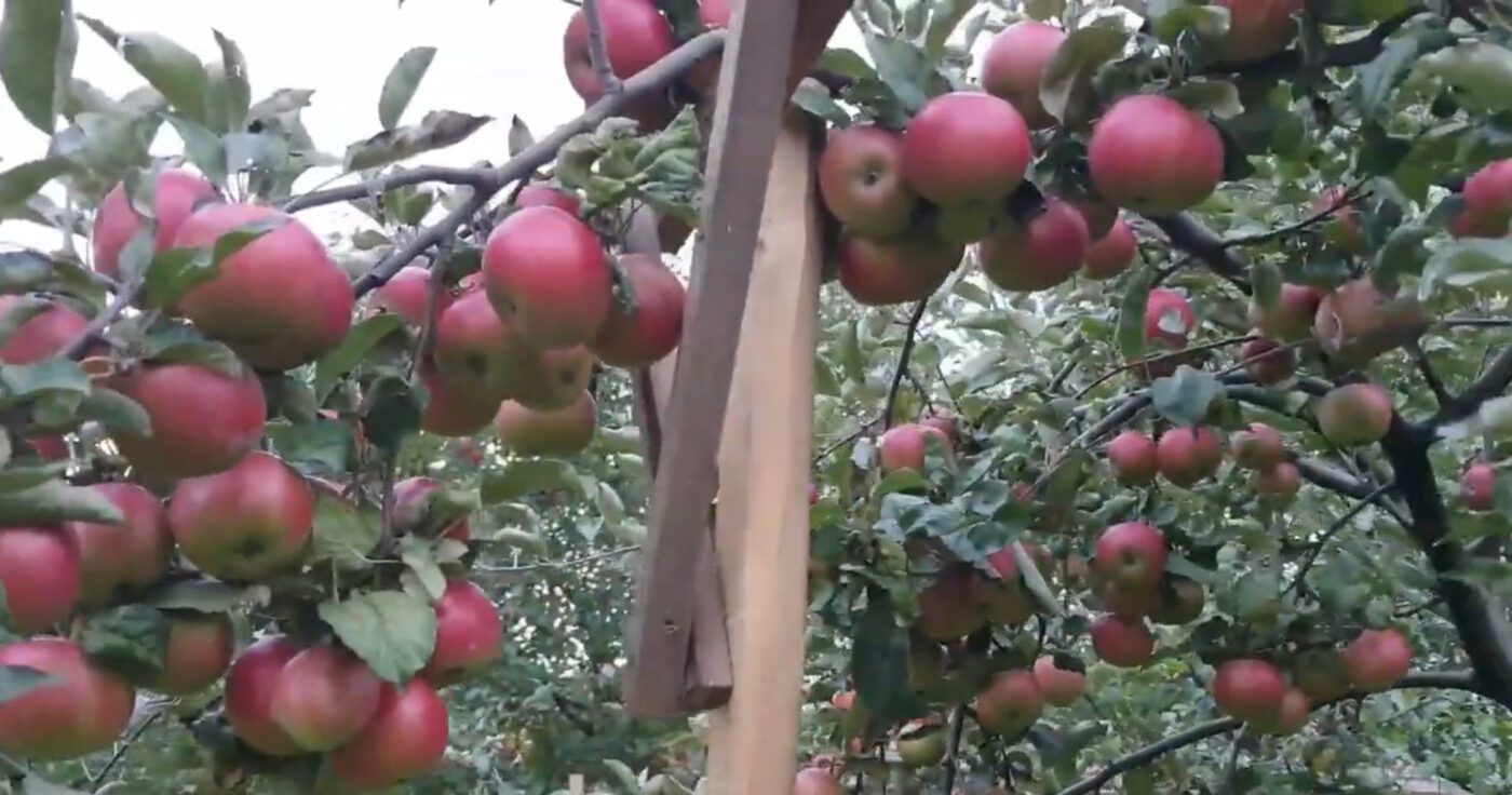 Як зберегти яблука до літа свіжими й без плям на плодах