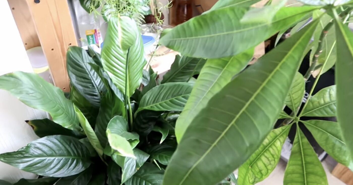 Чим підживити хатні квіти восени для гарного росту