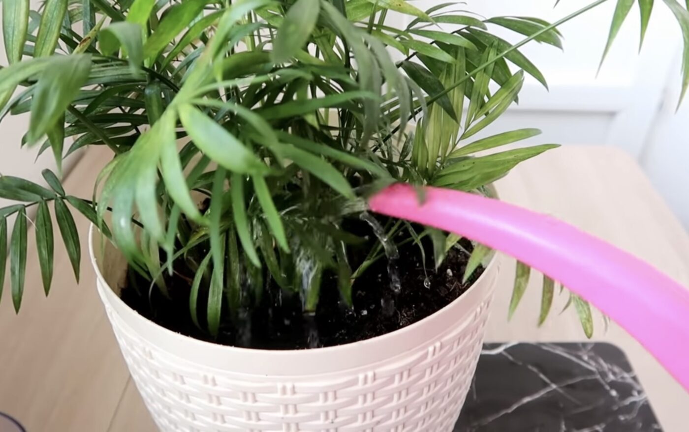 Чим підживити хатні квіти восени для гарного росту