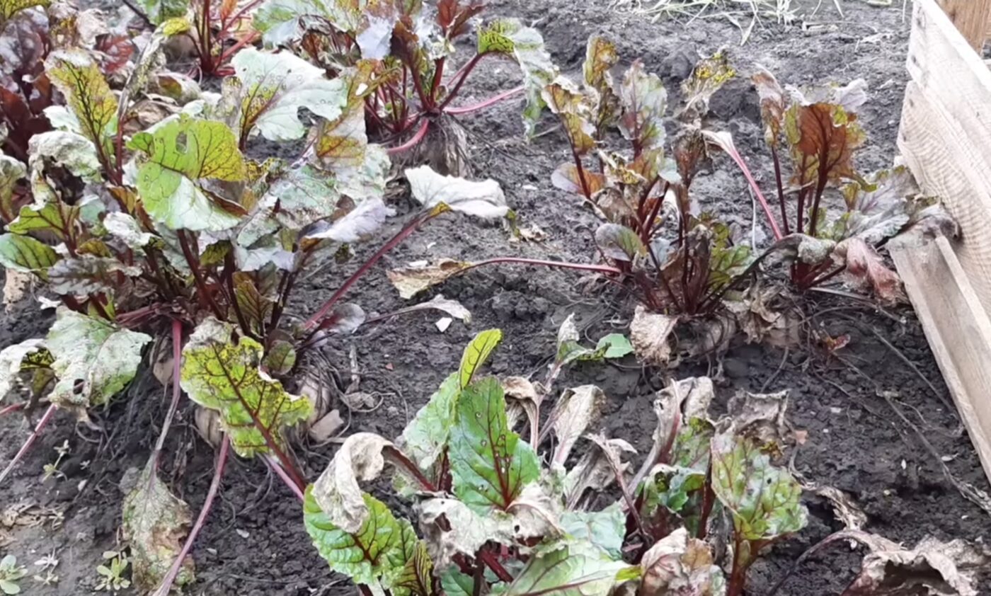 Коли збирати врожай буряка та як правильно зберігати