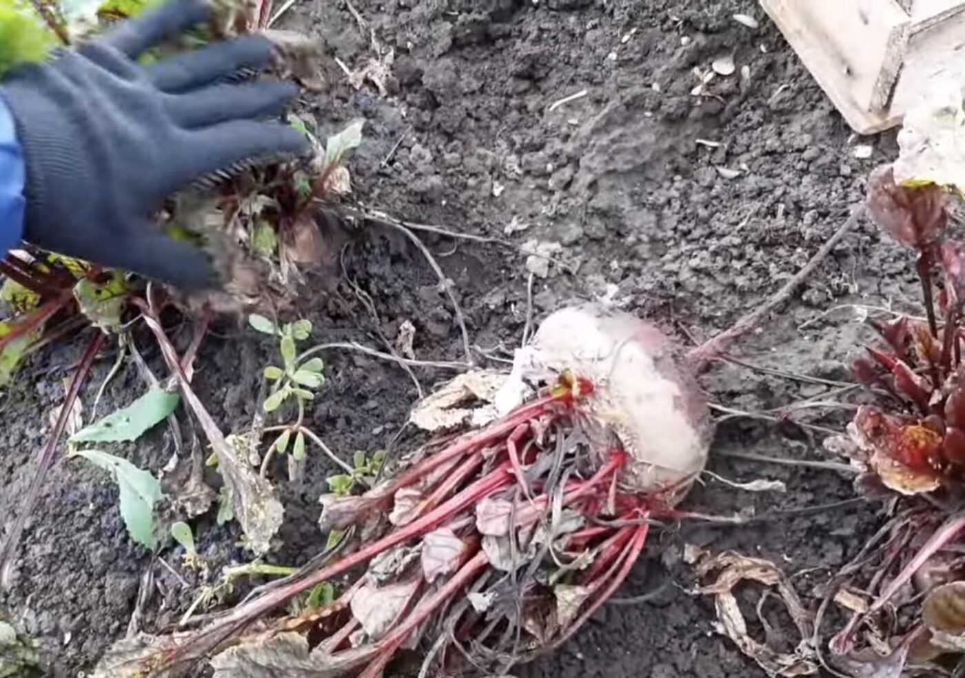 Коли збирати врожай буряка та як правильно зберігати