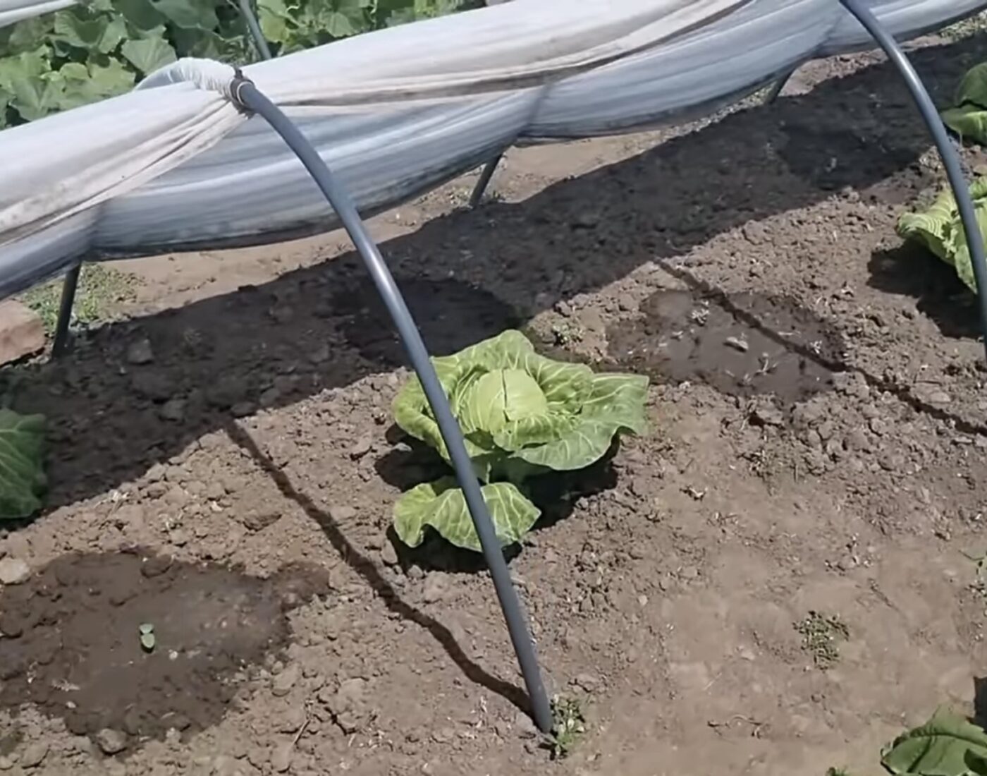 Як правильно складати на зиму капусту