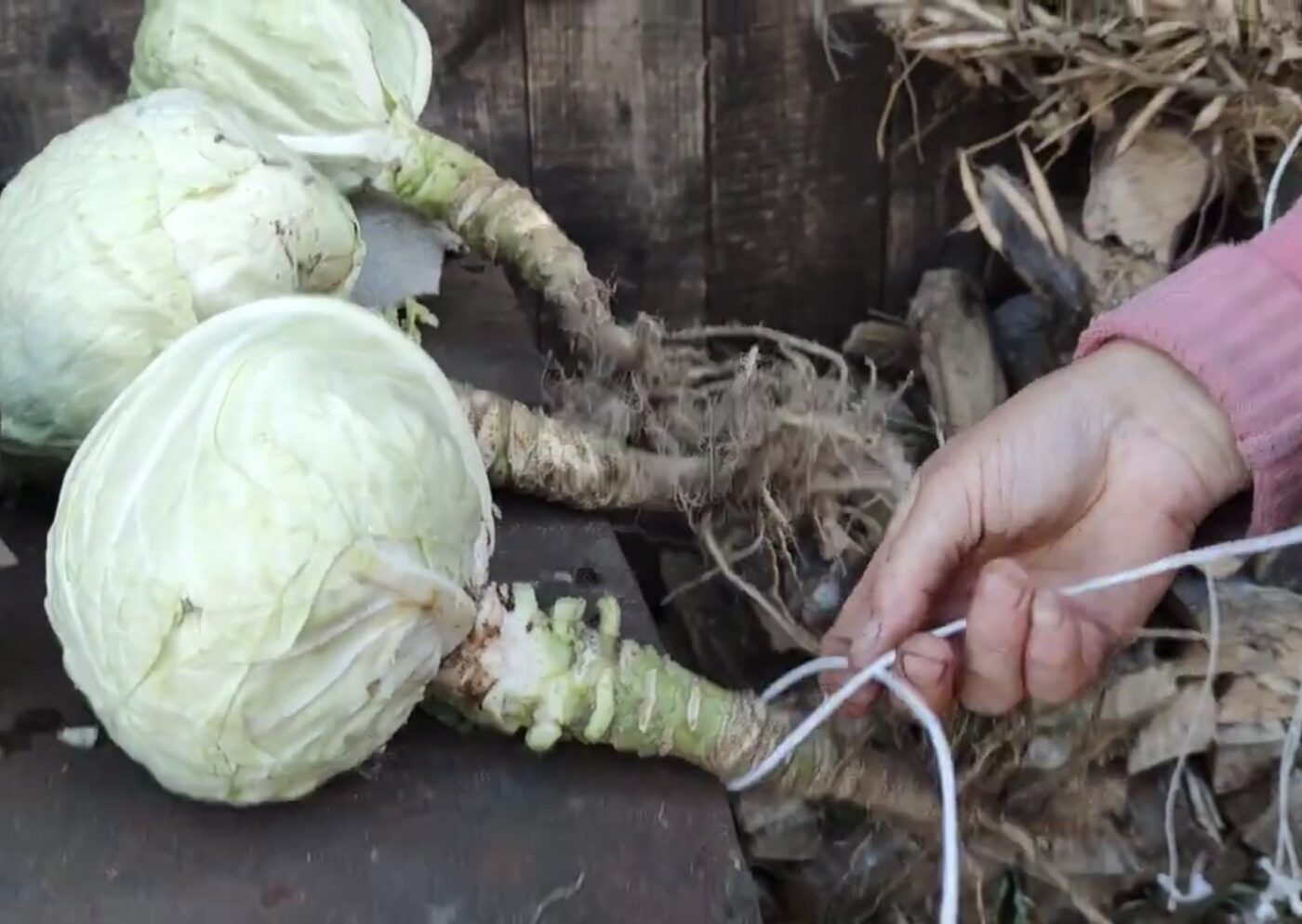 Як правильно складати на зиму капусту