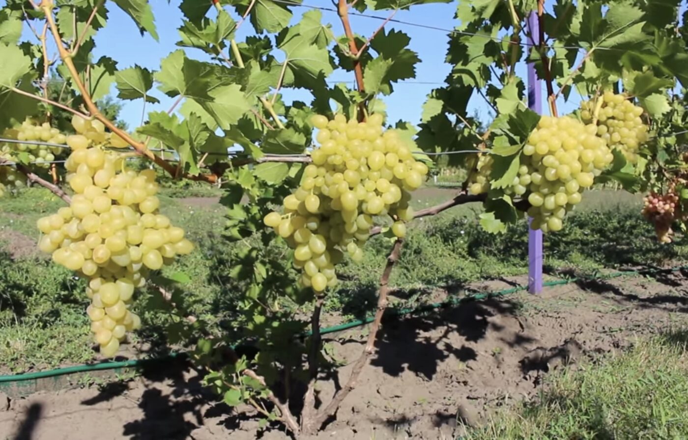 Сорт винограду, який має високу врожайність