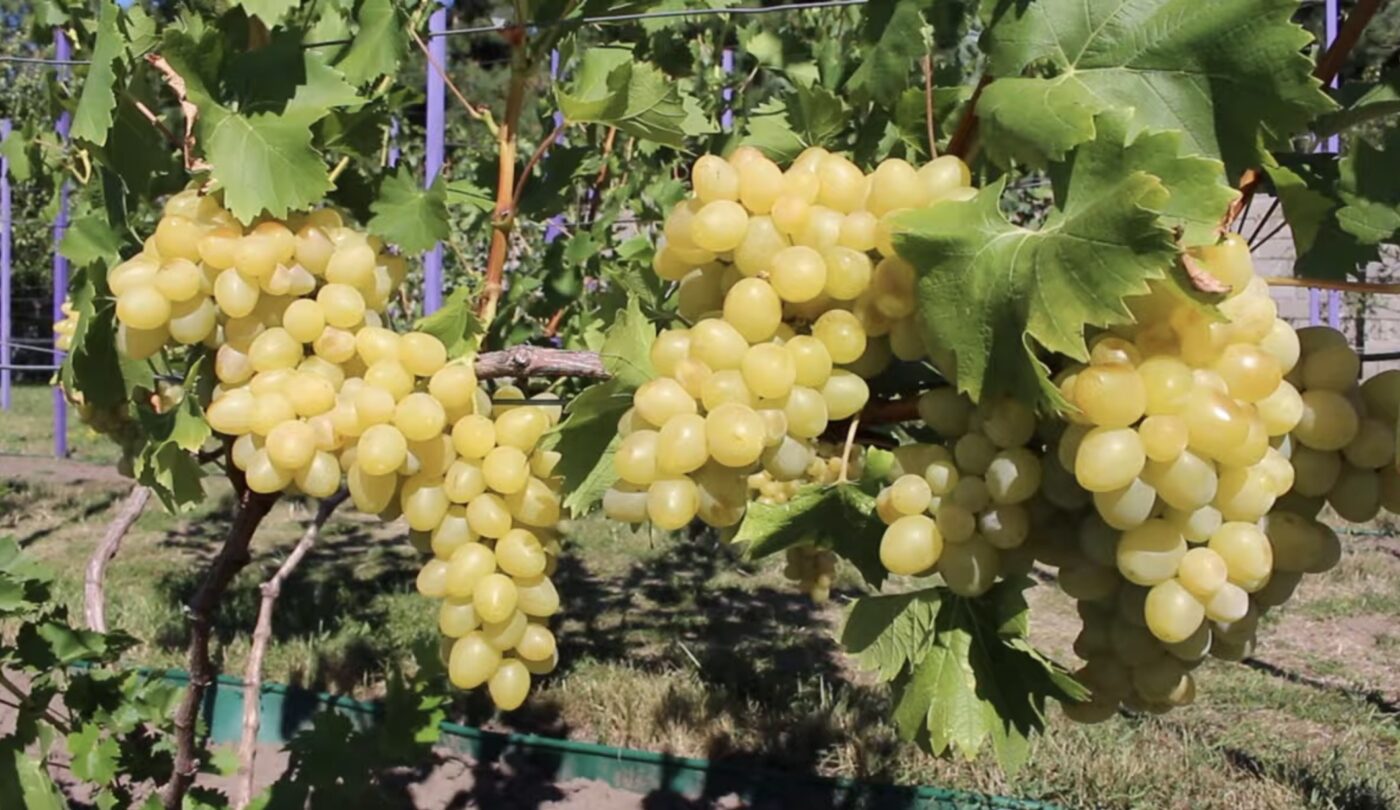 Як доглядати за виноградом восени для щедрого врожаю Як доглядати за виноградом восени для щедрого врожаю