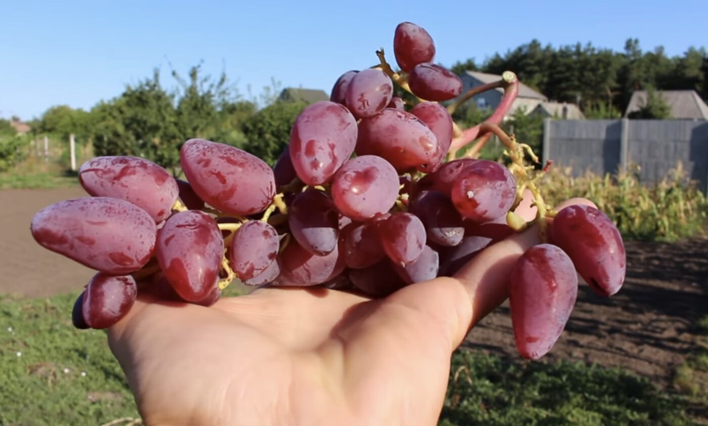 Як правильно обрізати виноград восени