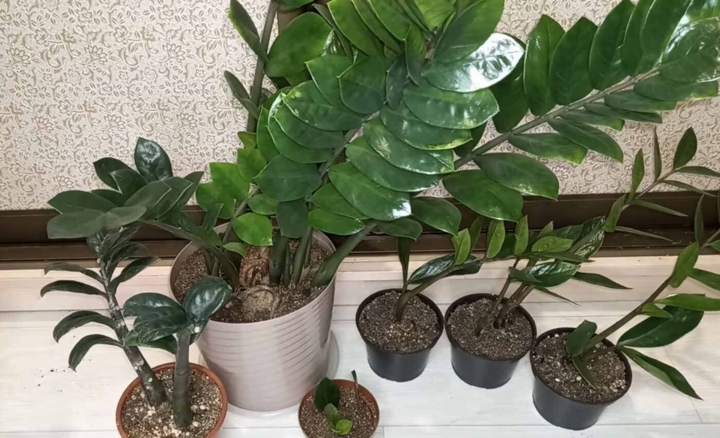 Як відновити цвітіння заміокулькаса