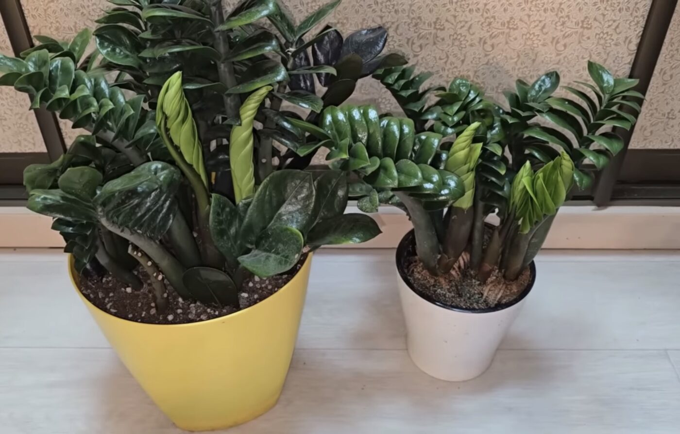 Як відновити цвітіння заміокулькаса