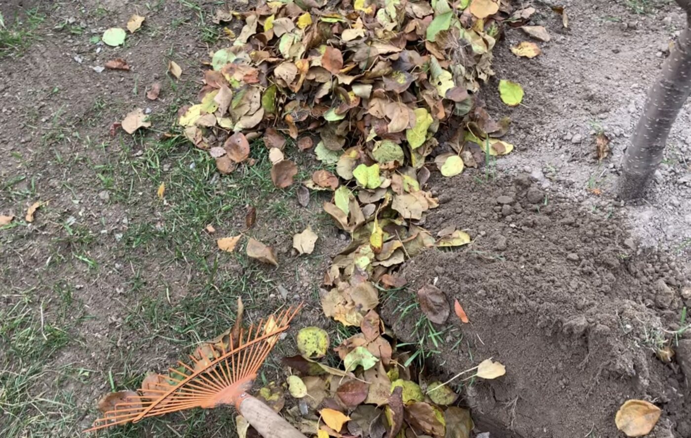 Як можна підживити город опалим листям