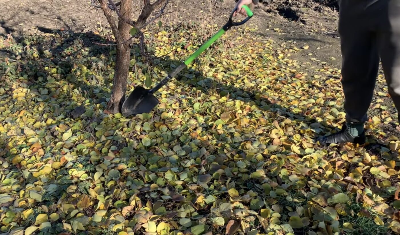 Як можна підживити город опалим листям