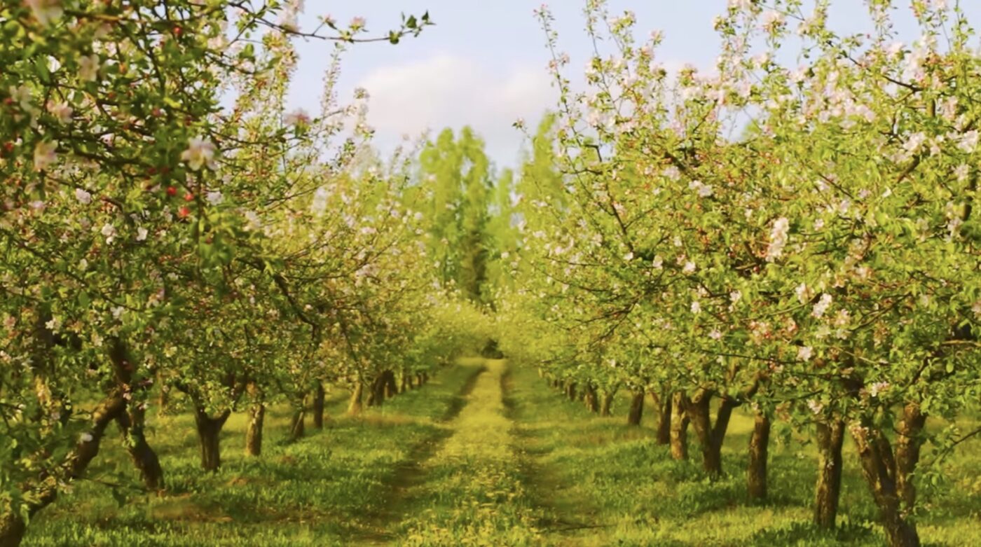 Чим підживити яблуню восени, щоб навесні урожай збільшився