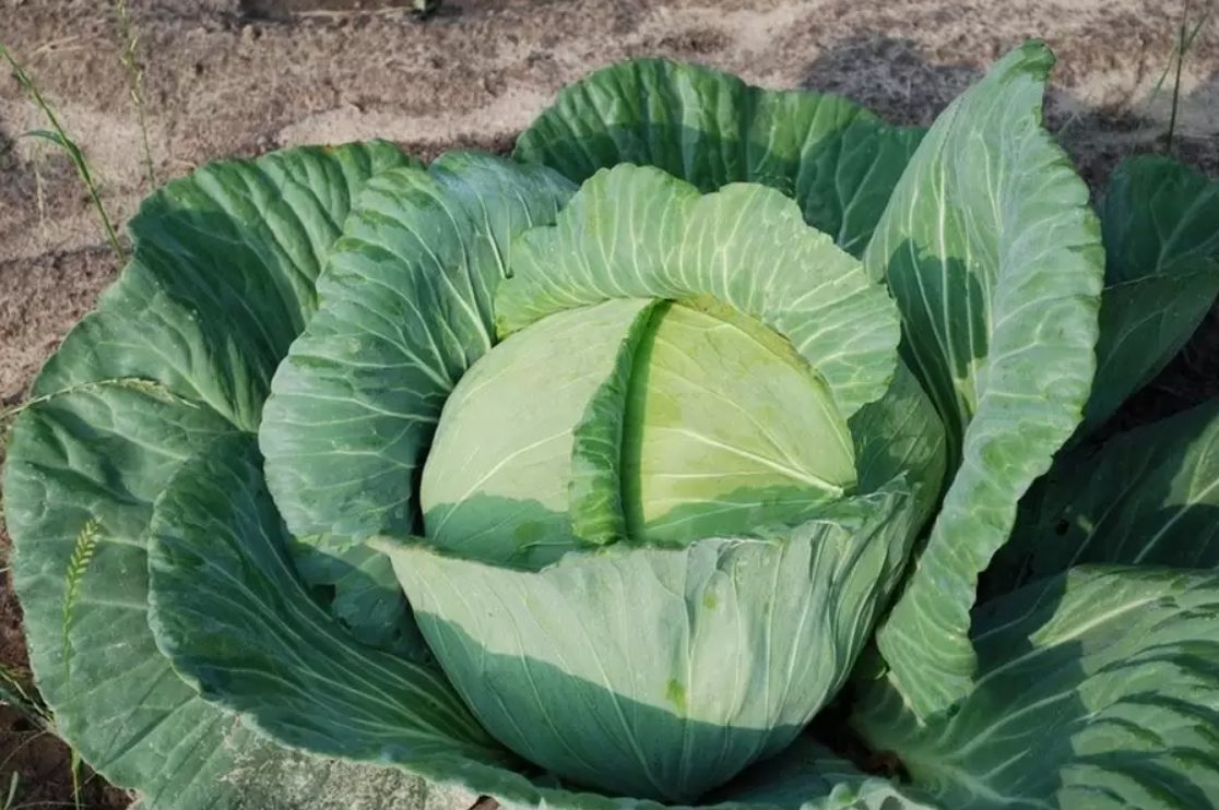 Які сорти капусти дають гарний врожай