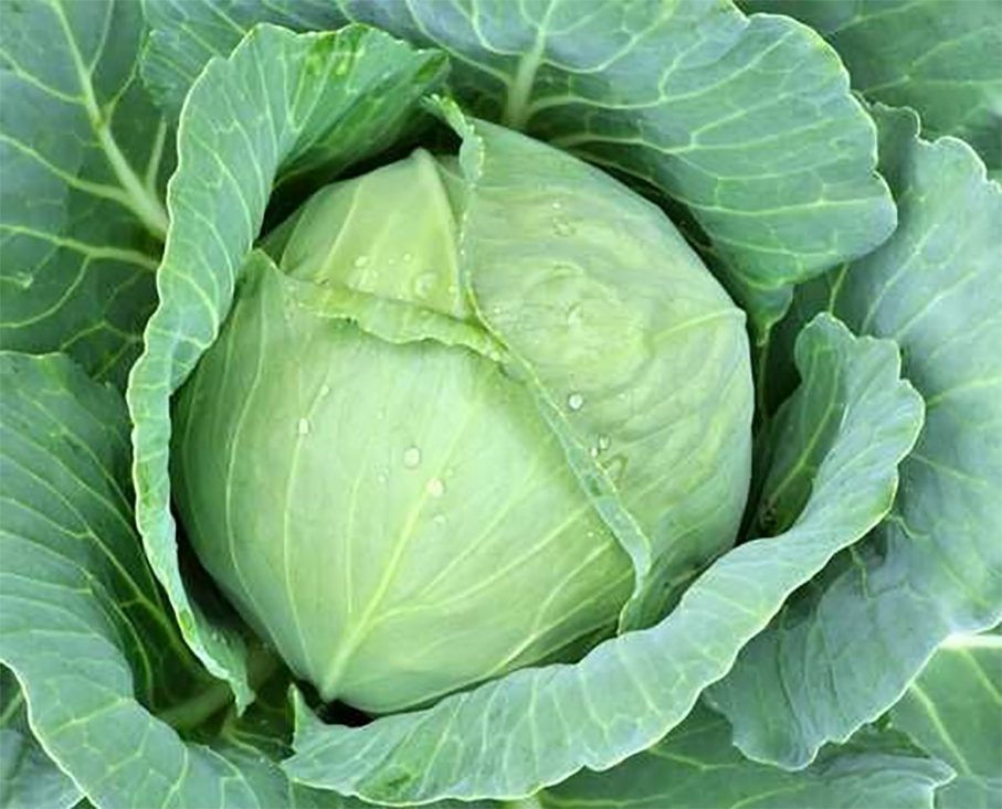 Як правильно зберігати капусту у погребі