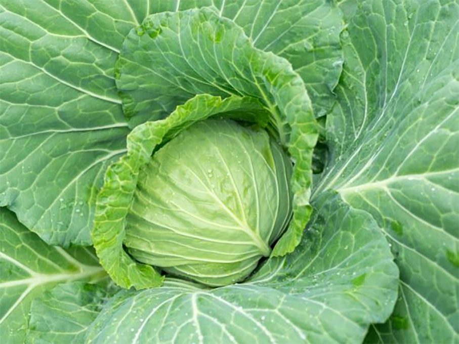  Як зберегти капусту свіжою й соковитою до 6 місяців
