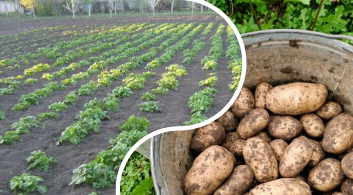 Посадка картоплі у квітні 2026: 1 критична помилка, через яку врожай може згнити ще в землі Експерти розповіли, як правильно садити картоплю у квітні для рекордного врожаю. Фото: скріншот з відео